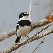 Chinspot Batis