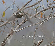 Chinspot Batis