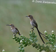 Cape Sugarbird