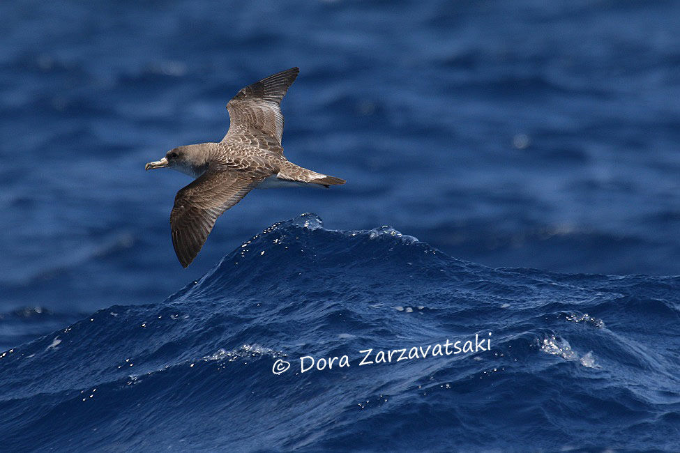 Cory's Shearwater