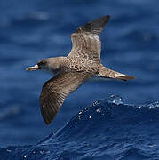 Cory's Shearwater