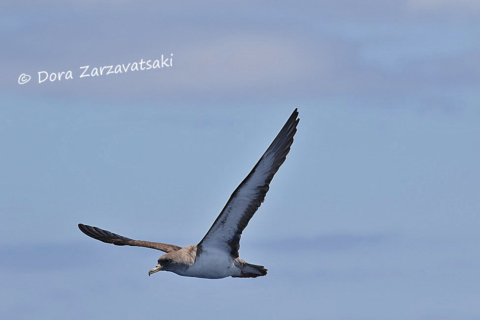 Cory's Shearwater