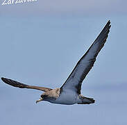 Cory's Shearwater