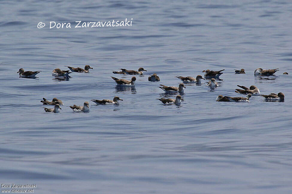 Puffin boréaladulte, nage