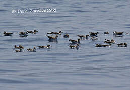 Cory's Shearwater