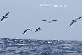 Cory's Shearwater