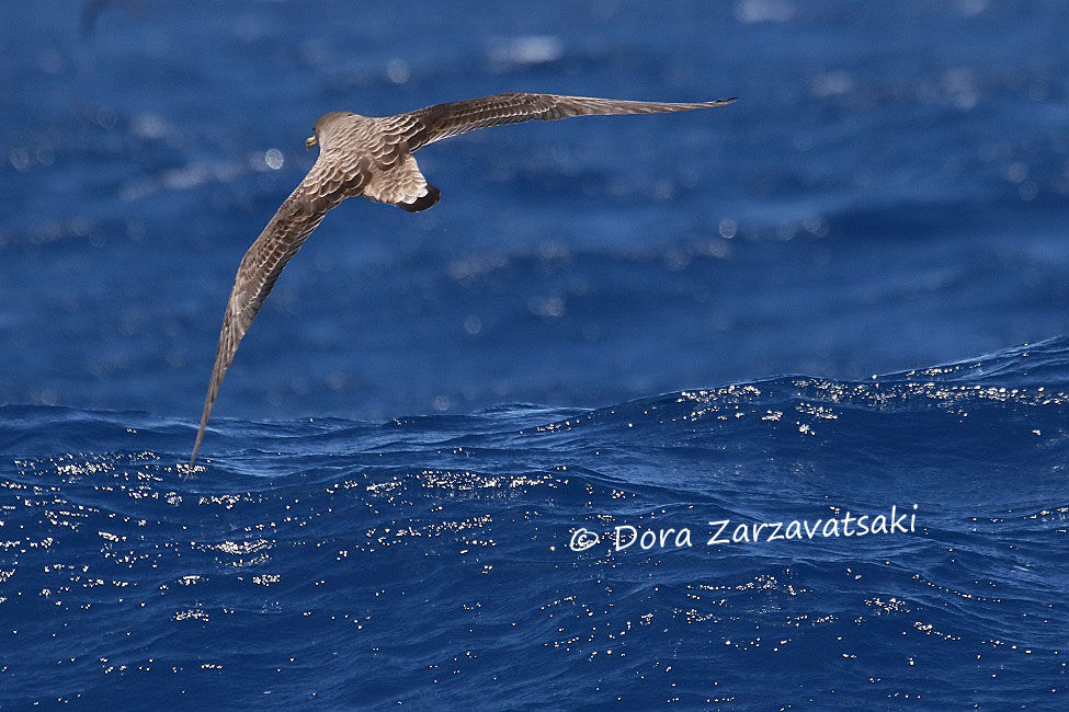 Cory's Shearwater