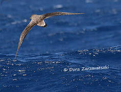 Cory's Shearwater