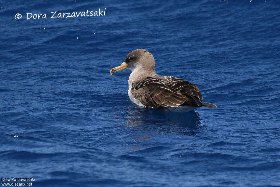 Cory's Shearwateradult, pigmentation, swimming