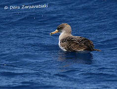 Cory's Shearwater