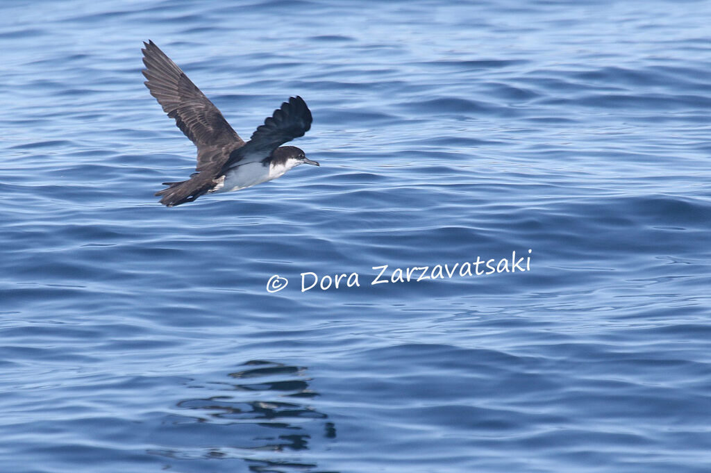 Puffin d'Audubonadulte, Vol