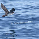 Puffin d'Audubon