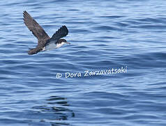 Audubon's Shearwater