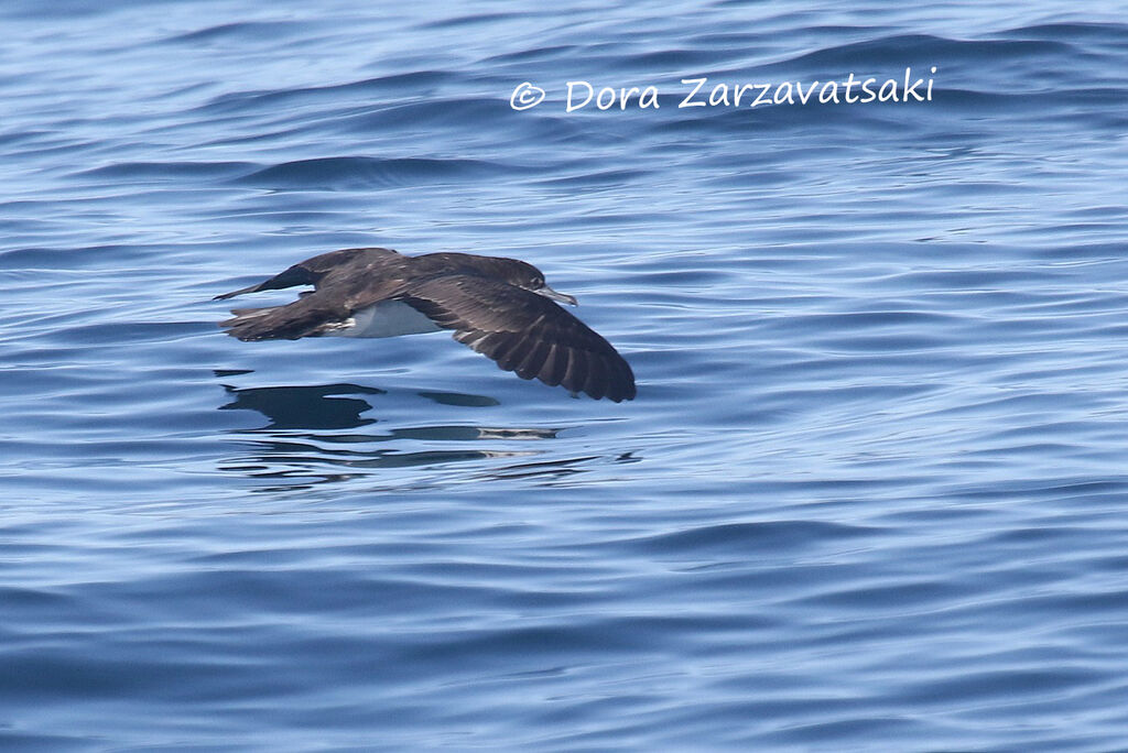 Audubon's Shearwateradult, Flight