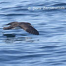 Puffin d'Audubon