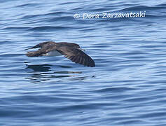 Audubon's Shearwater