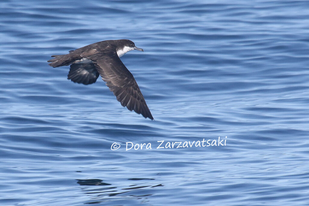 Audubon's Shearwateradult, Flight