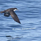 Puffin d'Audubon