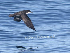 Audubon's Shearwater