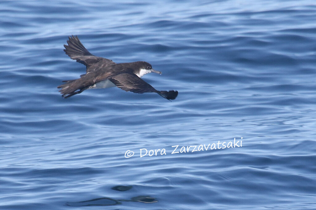 Audubon's Shearwateradult, Flight