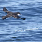 Puffin d'Audubon