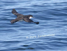 Audubon's Shearwater