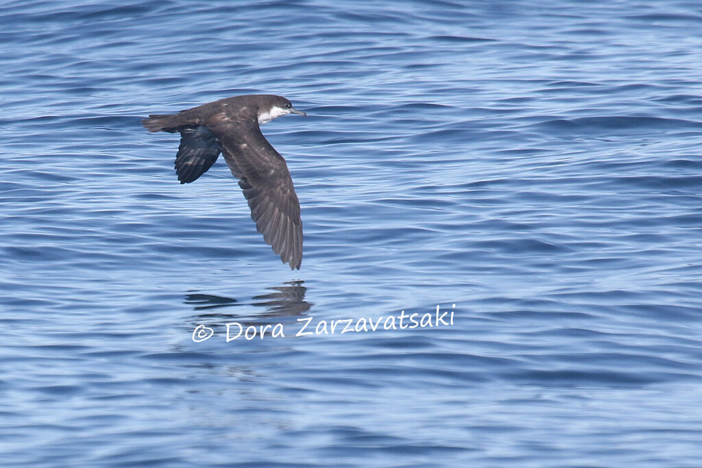 Audubon's Shearwateradult, Flight