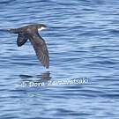 Puffin d'Audubon