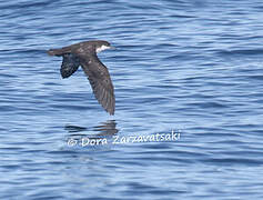 Audubon's Shearwater