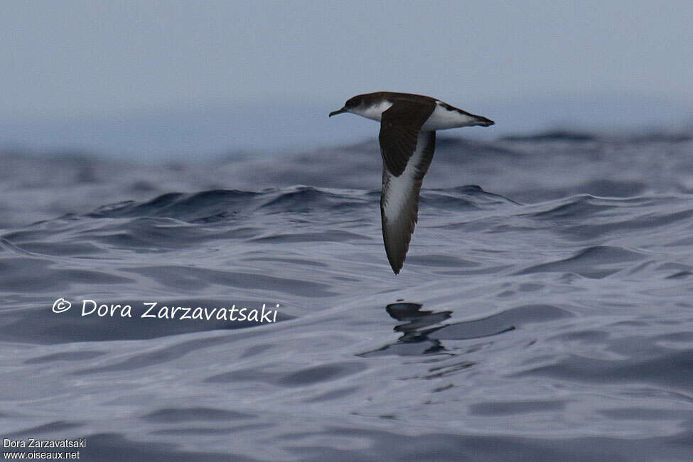 Manx Shearwateradult, pigmentation, Flight