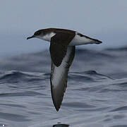 Manx Shearwater