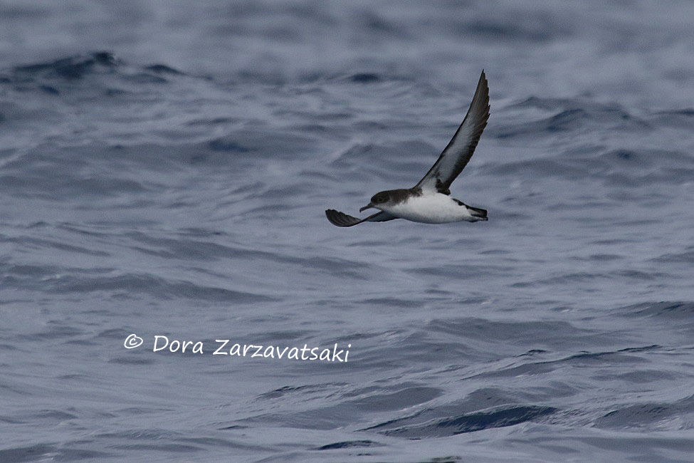 Manx Shearwater