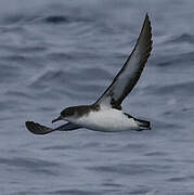 Manx Shearwater