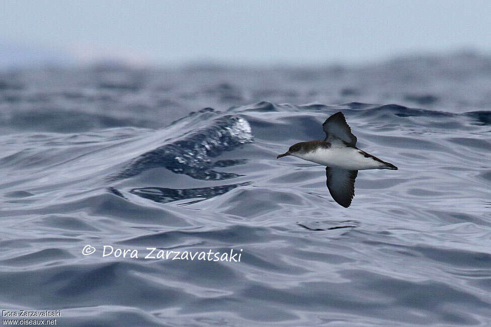 Manx Shearwateradult, Flight