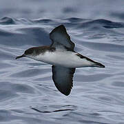 Manx Shearwater