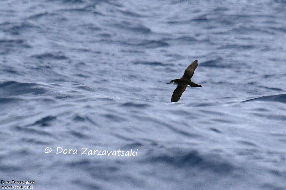 Manx Shearwateradult, pigmentation, Flight