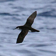 Manx Shearwater