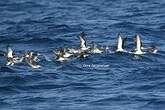 Puffin yelkouan