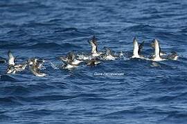 Yelkouan Shearwater