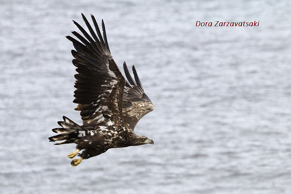 White-tailed Eagle