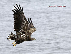 White-tailed Eagle