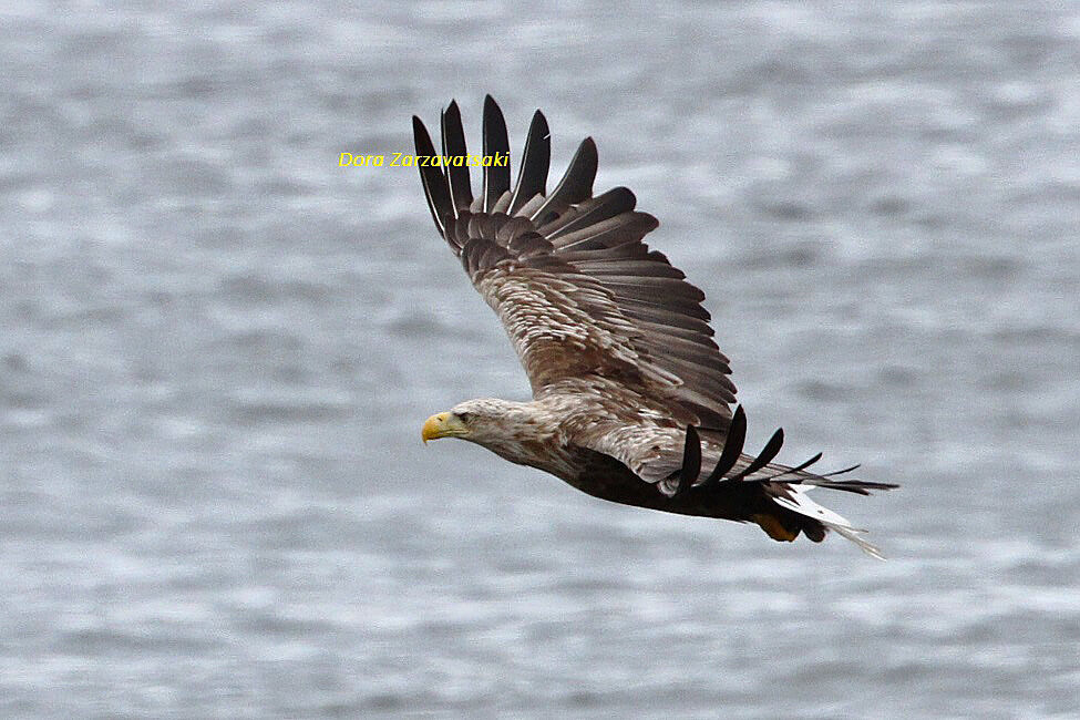 White-tailed Eagleadult