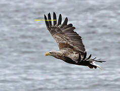 White-tailed Eagle