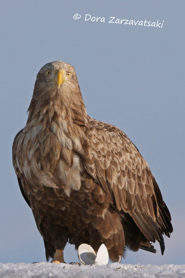 White-tailed Eagle