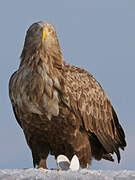 White-tailed Eagle