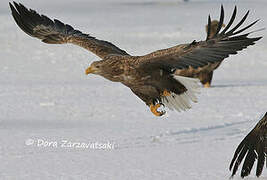 White-tailed Eagle