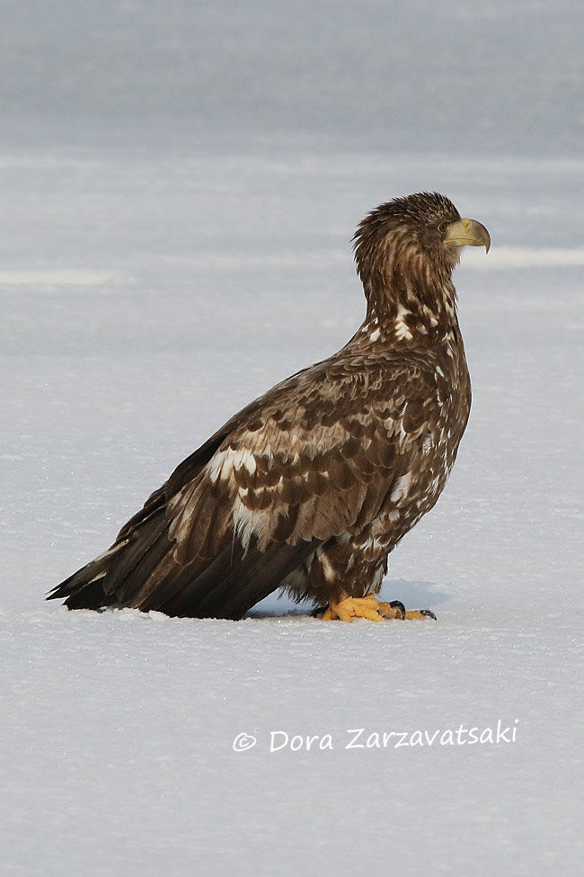 White-tailed Eagle