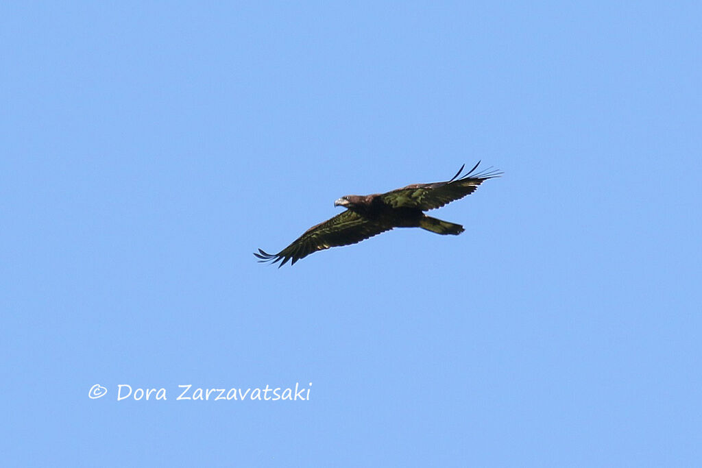 Bald EagleFirst year, Flight