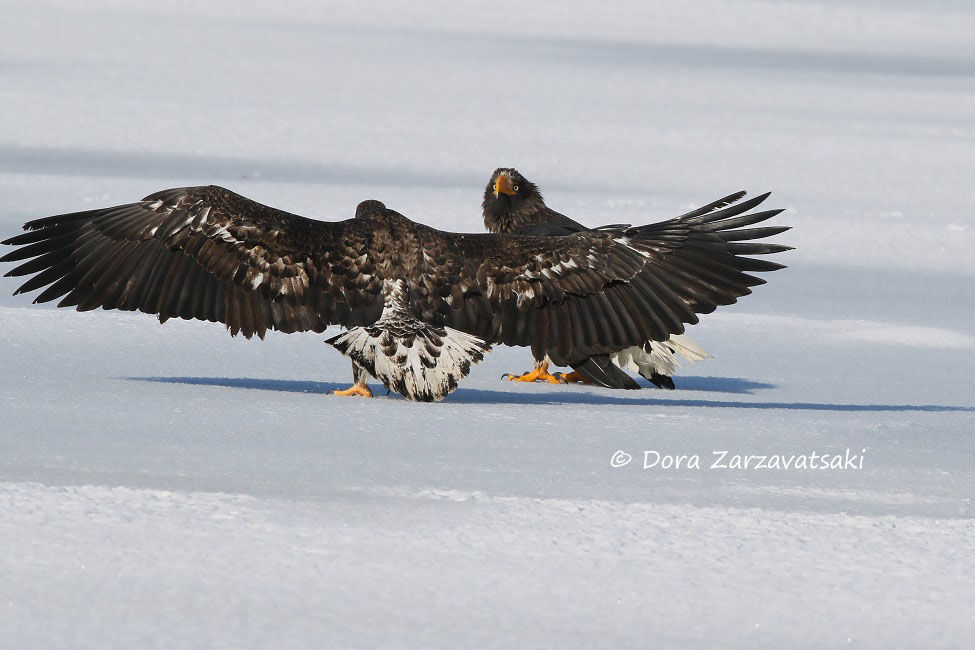 Steller's Sea Eagle