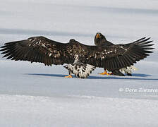 Steller's Sea Eagle